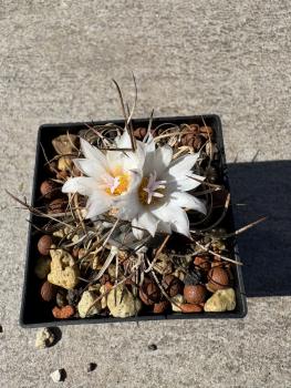Turbinicarpus spec. lange Dornen